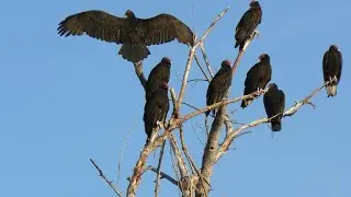 Buried In Verona- Vultures Above drum cover