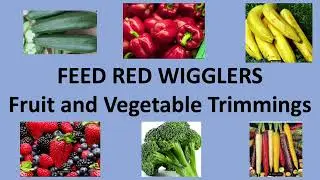Create a Simple Vermicomposting Bin With Red Wigglers for only $74 🪱🪱🪱 (Please Like!!!)