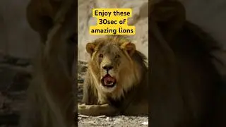 Amazing Lion Footage to Enjoy for 30 Seconds 🦁!