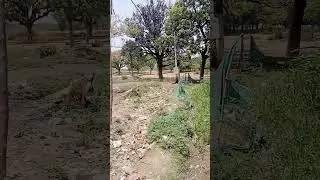 गांव वाले कहां मर गए सारे