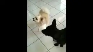 Kharma & Mochi discussing art!