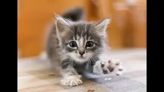 Семь забавных фактов о котах #shorts