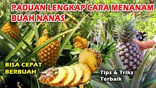 Cara Mudah Menanam Pohon Nanas Madu Agar Cepat Berbuah - Tips dan Trik Terbaik Grow Pineapple