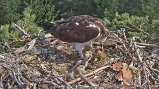 Zivju ērglis | Osprey dad brings fish for two hungry babies | June 30, 2024