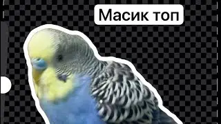 Клювик ВЖёлтом в прямом эфире!