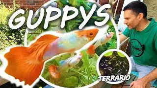 INCROYABLE BASSIN POUR GUPPYS 1 - Matériel - Fabrication du filtre