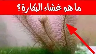 ماهو غشاء البكارة // وهل في نفس اليوم يتم فتح غشاء بكارة الزوجه //ليله الدخله //نصائح هامة