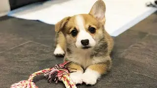 Super Cute Corgi Videos