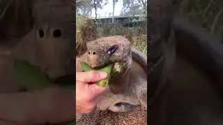 How Tortoise Eat #Shorts