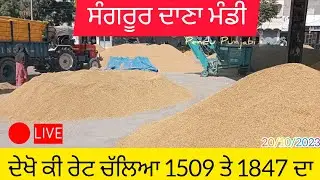 1509,1847 ਬਾਸਮਤੀ ਦੀ ਲਾਈਵ ਬੋਲੀ/1509 paddy price today in Punjab #1509paddypricetoday #1847#paddyrate