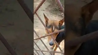 LOVE DOG !! DO YOU HAVE  LIKE THIS DOG? PLZ PIC 