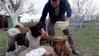 American akita puppy HUMMER,  4,5 months- available