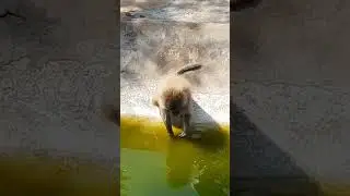 amazing Animals 😳#shorts #viralshorts #fish #fishing #amazingfish #trendingshorts #tiktok #cow