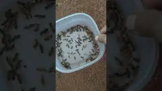 món đặc sản cho chào mào a e biết chưa??