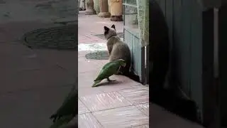 thú cưng vui nhộn vẹt và mèo 1#pets #shorts