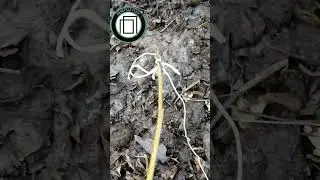 Проверка компоста на температуру 