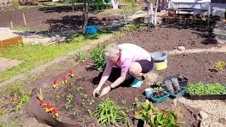 ДачныйРемонт 2.0 ч.38 /ВЫСАДИЛА ЦВЕТЫ🌺/ БАРХАТЦЫ ЗАМЕРЗЛИ😟/СЕМЬЯ ИЗ САМАРЫ