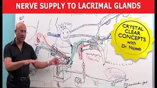 Nerve supply to Lacrimal Glands | Neuroanatomy