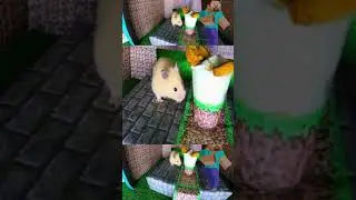 Minecraft hamster maze in real life dancing