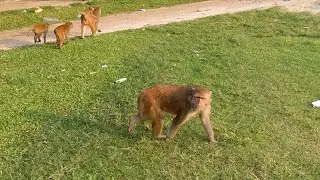BiBi monkey plays friendly with Mom & Dad | Detective BiBi helps dad take care of Baby Monkey 