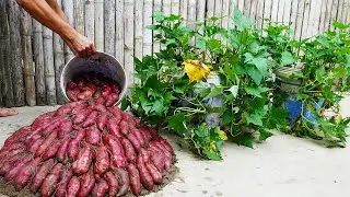 The Secret To Growing Sweet Potatoes In Plastic Containers! Big Tubers And Lots Of Them