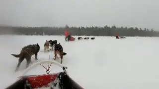 Three Overnight Dog Sledding Treks
