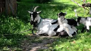 Забавные козлята
