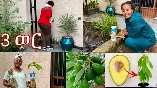 ይህ ቪዲዬ  አንዱ ቀን  ይጠቅማቿል  ማዳም ቤት ሆናቹ ትከሉ ማስታወሻ