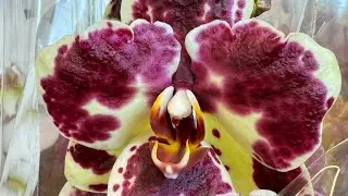 Первый ‘весенний’ завоз орхидей в Кишинёве 🌸🩷