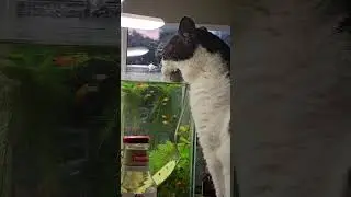 обожечки