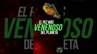 El PEZ más VENENOSO DEL PLANETA 🌎🐟🐠. 