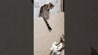 Kitty Land Бенгальские котята 