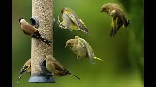 Morning Birdsong 2 sound effect