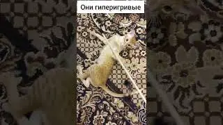 я нашла свою роднулю среди животных 🥰 #интересно #cat #тренд #смешно #котик #кот #лекс #ориентал