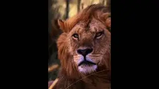 Lion Attitude | Lion King | Attitude WhatsApp Status #shorts