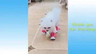 Funny Animals Compilation