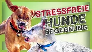 Avoiding stress during dog encounters – these simple tips will help