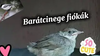 Barátcinege fiókák