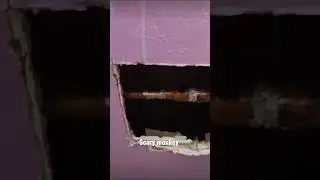 Scary monkey