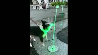wat da dog doin