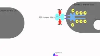FGF signalling in lung morphogenesis