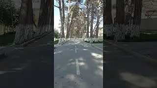 Посёлок Насосный Азербайджан parkda gəzinti эльдарские сосны