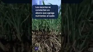 Mantenga su césped verde #plantas