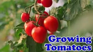 Growing Your Own Tomato Plants From Seeds Explained for Beginner Gardeners! - Self Sufficient Me #5