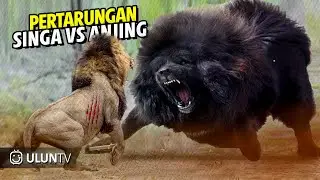 this giant dog makes lion terrifying! Animals can beat lion