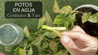 Plantas que puedes cultivar en agua - Potos