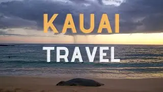 Monk Seals at Poipu Beach | Kauai