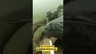 Вот это усатый!!