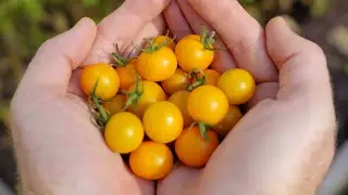 Tomato Garden