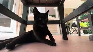 Baby Cat could barely breathe. 😢 We are helping him get back to full health! ❤️‍🩹